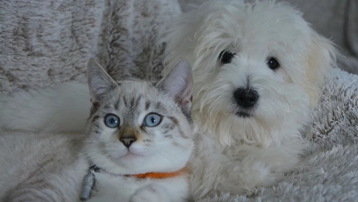 Dog and Cat on Bed White dog cat on the bed
