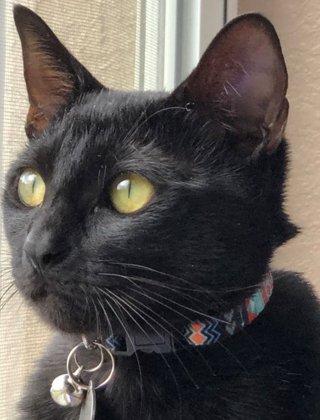 Bagheera Bagheera Prudent Pet