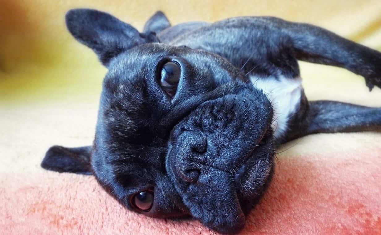 Black French Bulldog Black French Bulldog lies on pink blanket