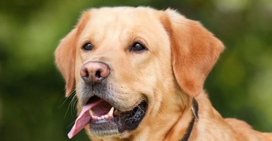 Lab Outside Yellow Labrador outdoor