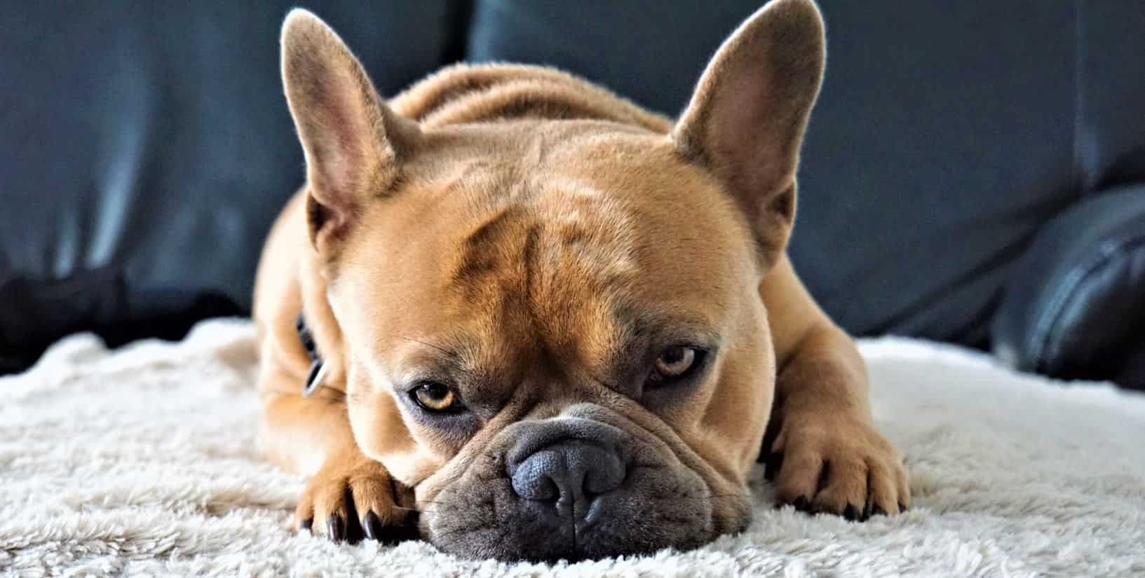 French Bulldog Carpet French Bulldog lies on carpet