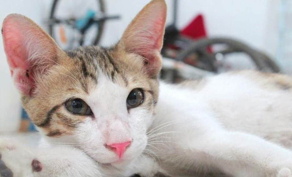 Cat in Bike Storage Cat lies in a bike storage