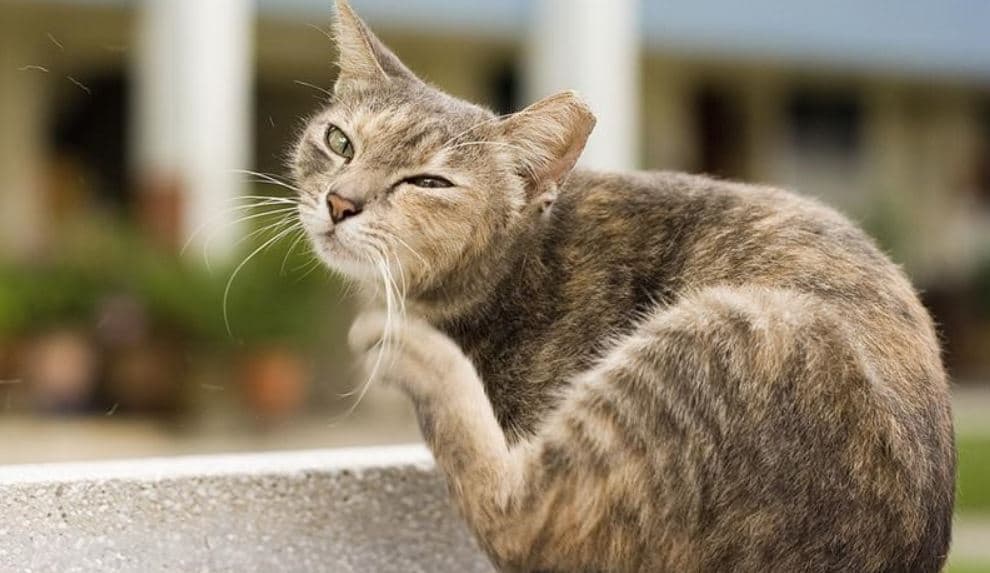 Cat Outdoor scratch Cat scratching themselves outdoor