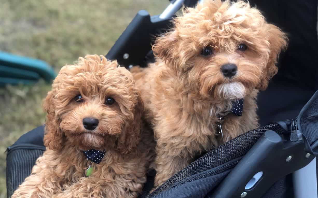 Corona Light Topo Chico 3 Corona Light Topo Chico lying on the dog bed