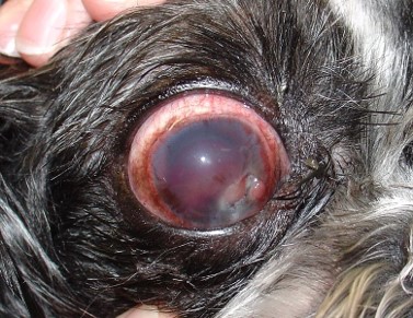 English Bulldog Cherry Eye Dog eye disease close look