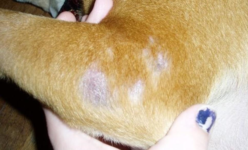 English Bulldog Dermatitis English Bulldog skin conditions