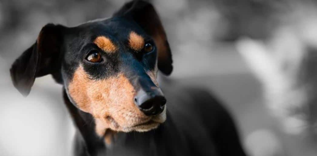 Dog snout Dog snout closeup