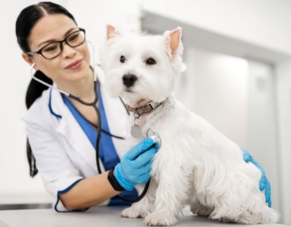White Dog with Vet Being Examined Westie getting examined by veterinarian