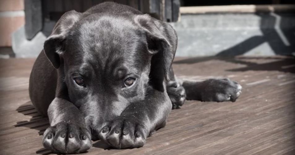 Dog Laying on Wood Floor Gray puppy wooden floor