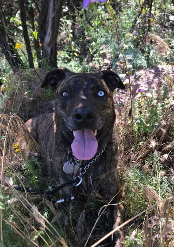 Quarter Quarter Prudent Pet plays outdoor