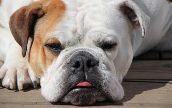 English Bulldog Porch Outside English Bulldog lying on porch