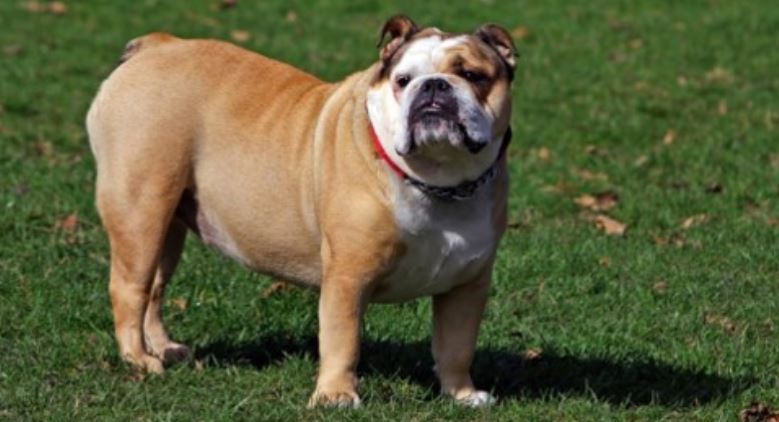 English Bulldog Deformity English Bulldog abnormal build