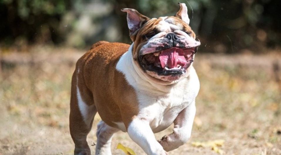 English Bulldog Running Outside English Bulldog running
