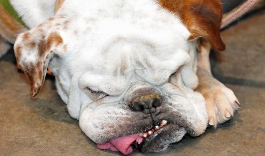 English Bulldog Hypothyroidism Health Issue English Bulldog Hypothyroidism