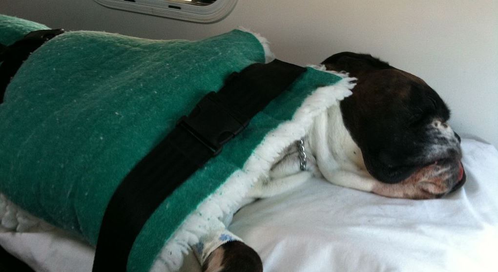 French Bulldog Checkup French Bulldog checkup at pet hospital