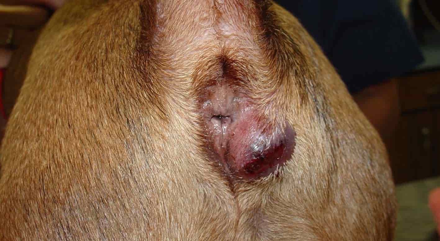 French Bulldog Issue French Bulldog anal sac impaction