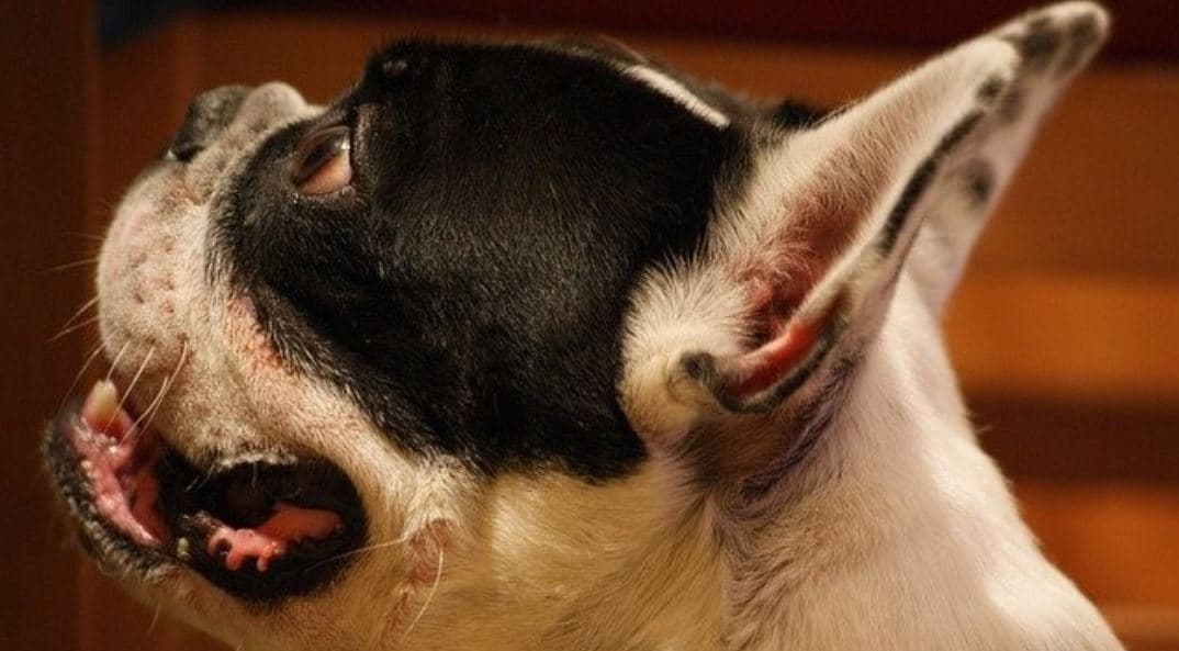 French Bulldog Side French Bulldog looks on the side