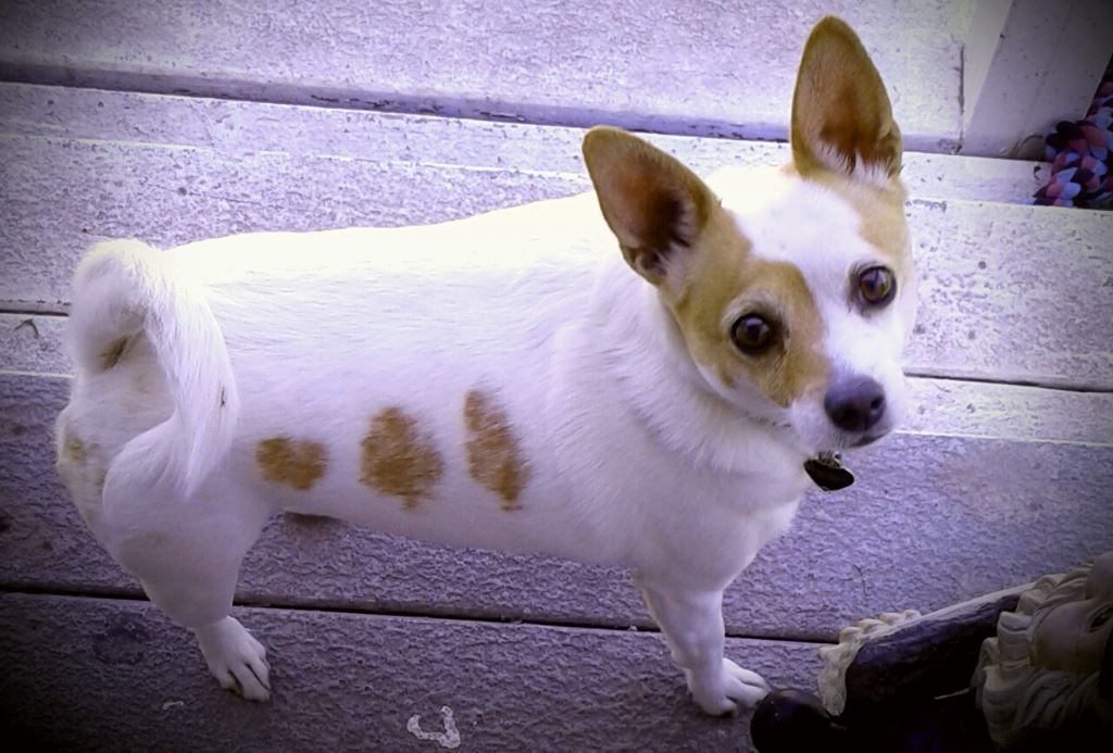 P-Nut Fiddler P-Nut Fiddler Prudent Pet