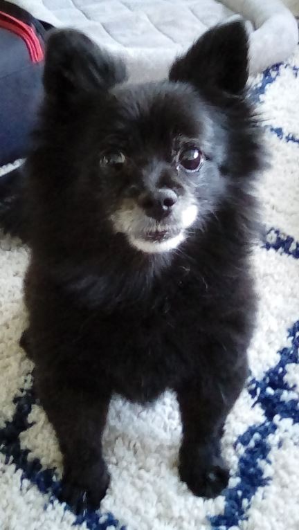 Papichulo Papichulo lying on a carpet