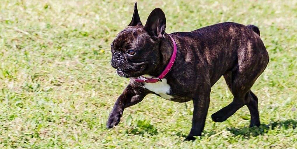 French Bulldog Park Black French Bulldog at park