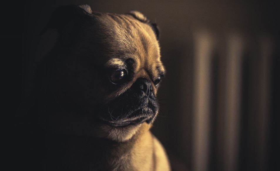 Pug Dark Pug in a dark room