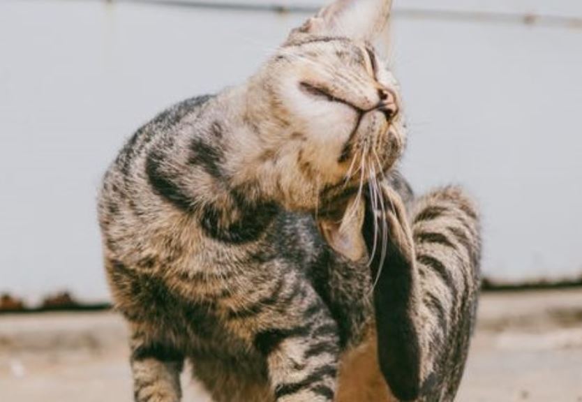 Cat Scratch Eye Cat scratching its eye