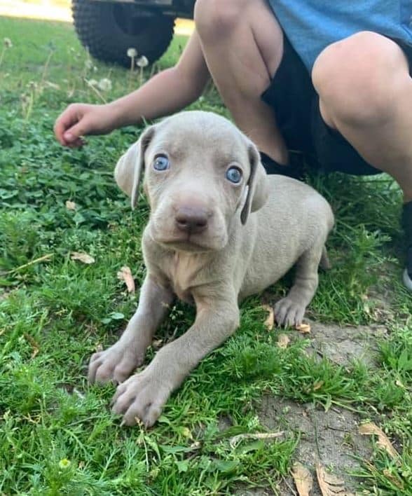 Smeagol Smeagol closeup