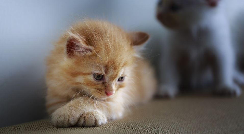 Two Kitties Floor 2 kitties on the floor