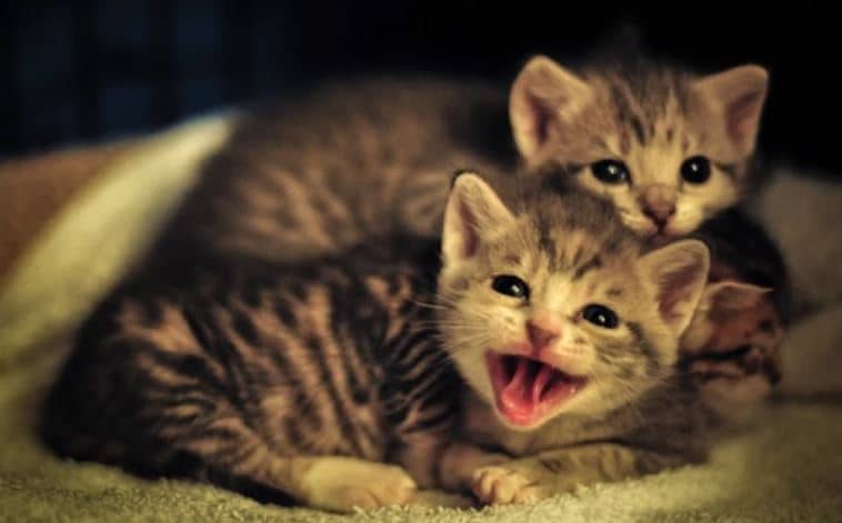 Two Kitties Two kitties hang out on blanket
