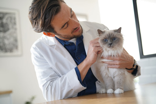 Male Vet Checking a Cat Male vet checking a cat
