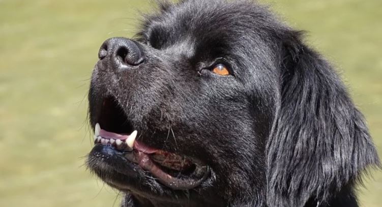 Black Dog Looking Up Black dog looking up in front of lake