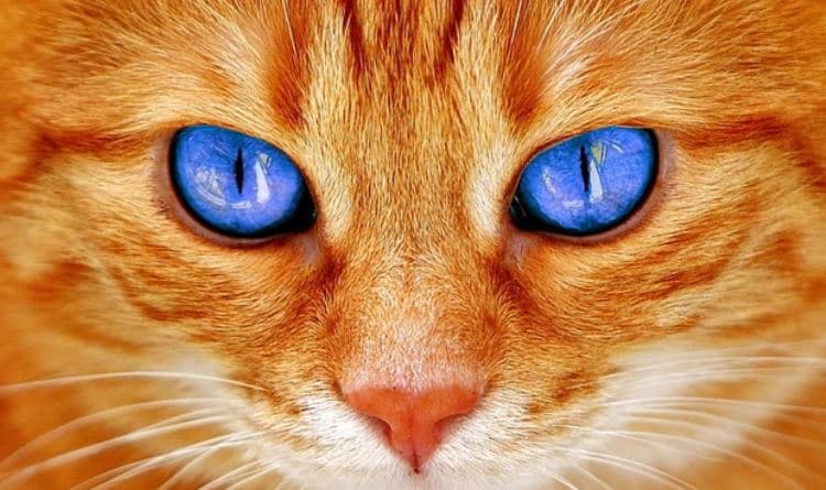 Blue Eyed Cat Blue eyed cat close up