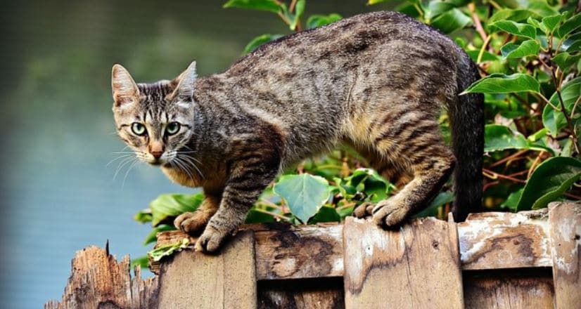 Cat on Fence Cat on the fence looks at the camera
