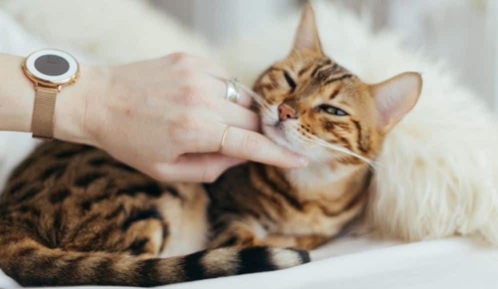 Cat and White Blanket Cat petting in white blanket