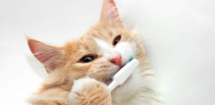 Cat Tooth Brush Cat lies and holds a tooth bush