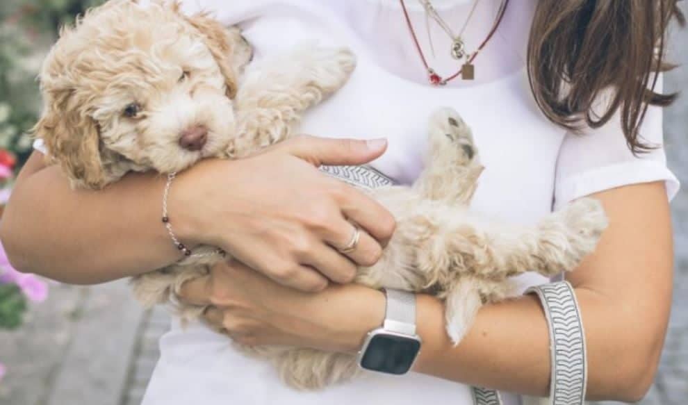 Woman Holds Dog Woman holds her dog in her arms
