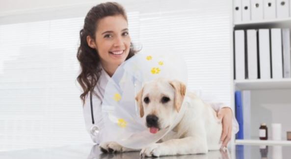 Dog Cone Vet Female vet and dog with cone in the clinic