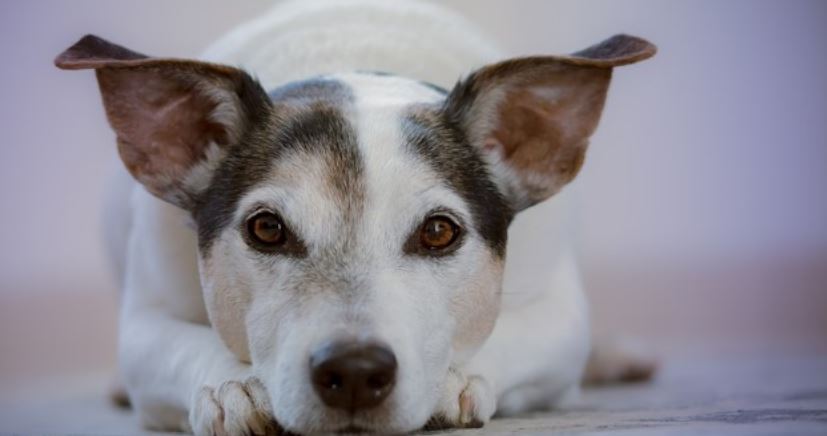 White Dog White dog with characteristic ears