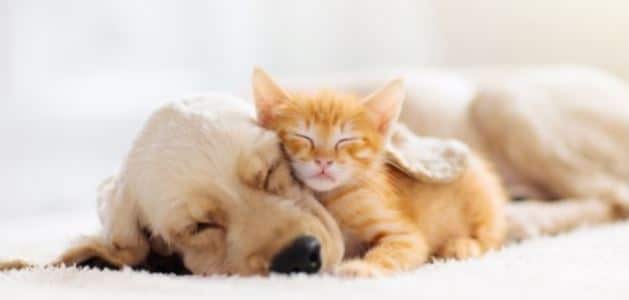 Dog Kitty Nap Dog and kitty taking a nap together