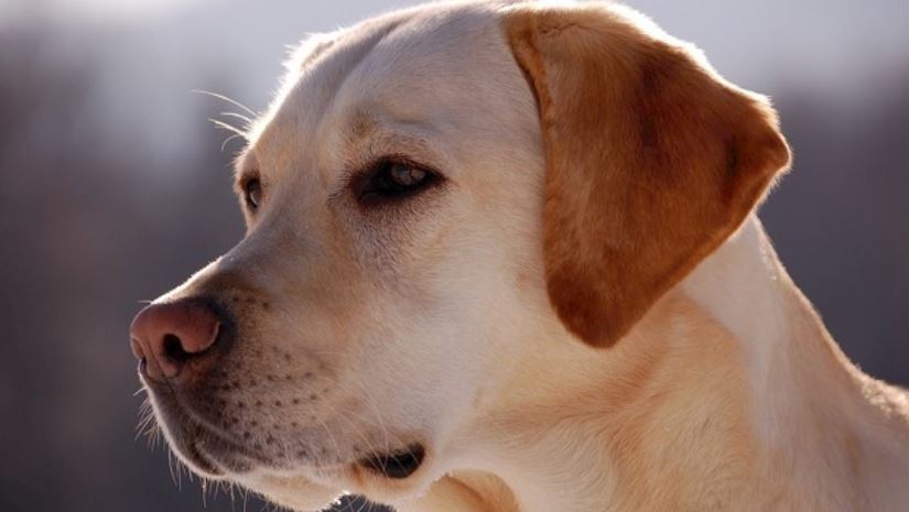 Dog Closeup Dog face closeup from side