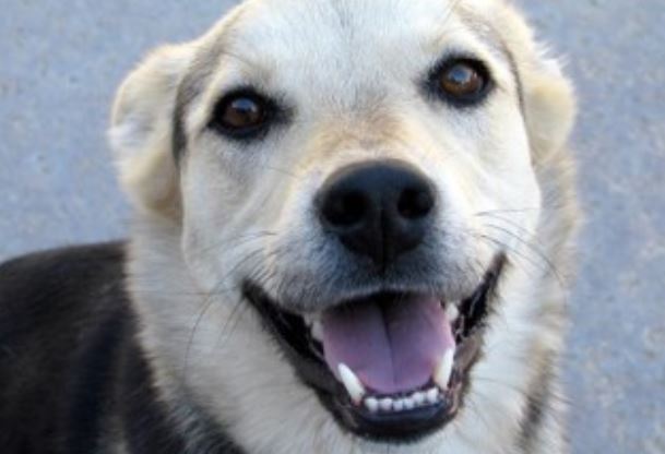 Dog Smiles Dog smiling at the camera