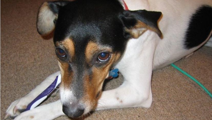 Dog Toothbrush Dog holds toothbrush in mouth