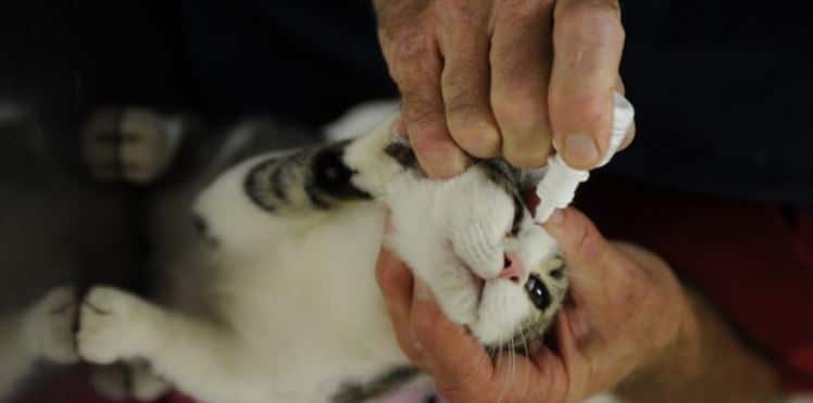 Eye Drops for Cats Cat receiving eye drop treatment