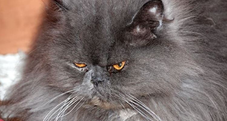 Grumpy Persian Cat Grey grumpy Persian cat
