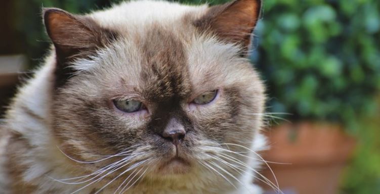 Grumpy Cat Grumpy looking cat