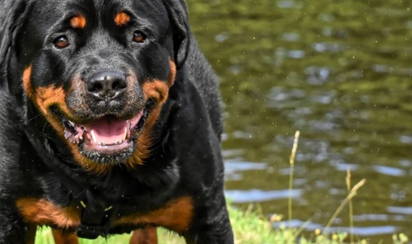 Black Dog at Lake Black dog stays at lake