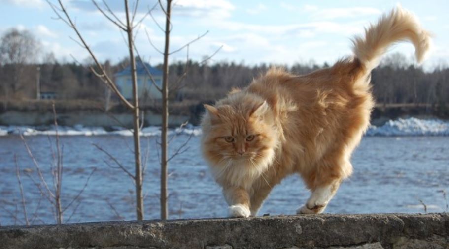 Red-haired Cat Red haired cat on stone fence