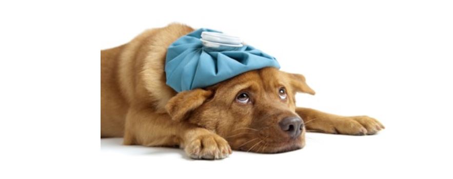 Sick Dog Sick dog with ice bag on head