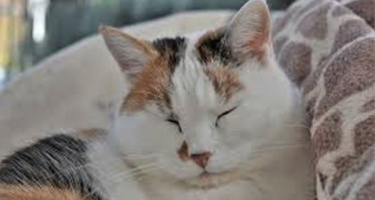 Cat on Couch Sleeping cat on a couch