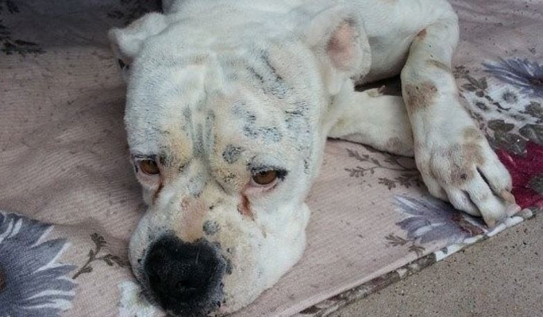 Street Dog Dental disease in dogs